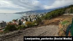 Залишки мигдалевого гаю на Полікурівському пагорбі в Ялті після вирубки забудовником, жовтень 2025 року