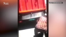 'Bogma güjügi!': Aşgabatda öýsüz it-pişikler awlanýar