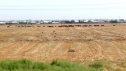 Daşoguzda kärendeçilere bişmedik bugdaýy orduryp, ýerine gowaça ekdirýärler