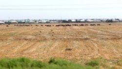 Köýtendagda bugdaý meýdanlaryna suw ýetmeýär