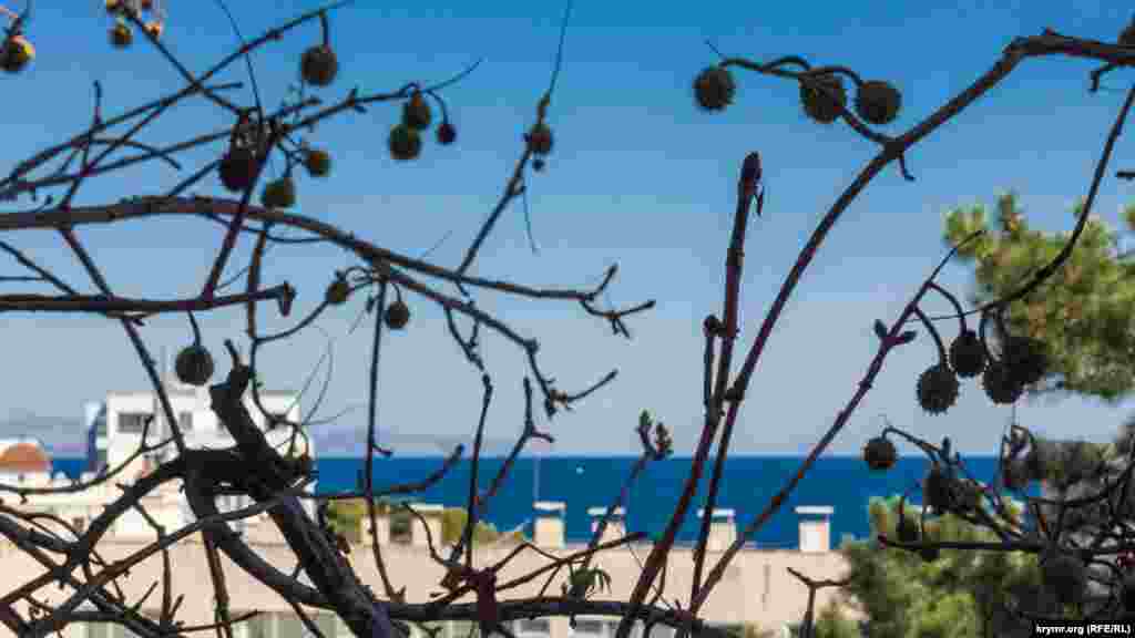 Краски осени на улице 15 Апреля