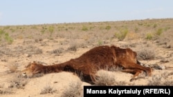 Açlykdan ölen ýabynyň maslygy Magystau oblastynyň Akşymyraý obasynyň golaýynda ýatyr. Häzir bu sebit öz taryhynda iň ýowuz gurakçylygy başdan geçirýär.