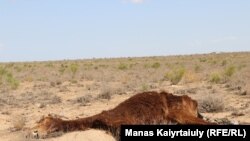 Кургакчылыктын азабын тарткан Маңгыштоо облусунун Акшымырау айылынын жанынан тартылган сүрөт. 15-июль, 2021-жыл.