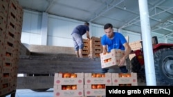 Domate në pikën grumbulluese Eurotaç, Mamushë.
