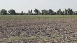 Häkimiýetler Görogly etrabynda kärendeçileriň ýerlerini ellerinden alyp, olary “baýlara” berip başlady