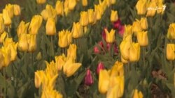 د هند تر واک لاندې کشمیر کې سږ کال ولې د غاټول کم ګلان غوړېدلي؟