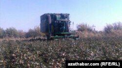 Хлопковое поле, Туркменистан  