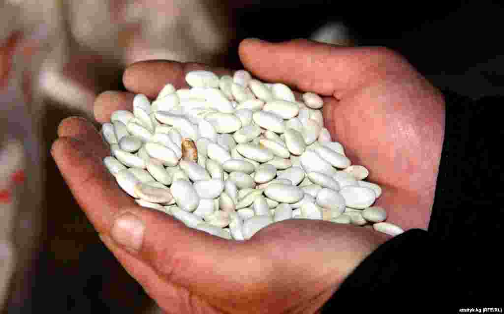 "Лопатка" төө буурчагынын килограммы 100 сомго чейин барат. 